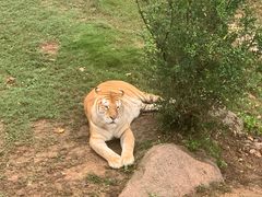 -西霞口神雕山野生动物世界