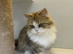 -十月米努特矮脚猫舍