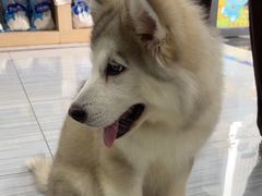 -瑞派名望24h动物医院异宠专科·猫专科·骨科·重症监护分院