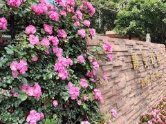 -静安公园(静安寺街道)