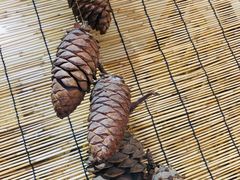 -昆虫窝子·特色云南菜(拓东路总店)