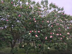 -白鹭湾湿地公园