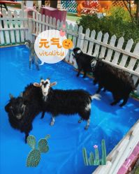 -萌宠亲子动物乐园(槐房万达店)