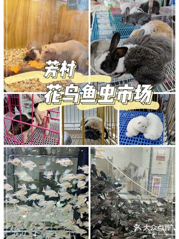 打卡老廣休閒勝地|芳村花鳥魚蟲市場