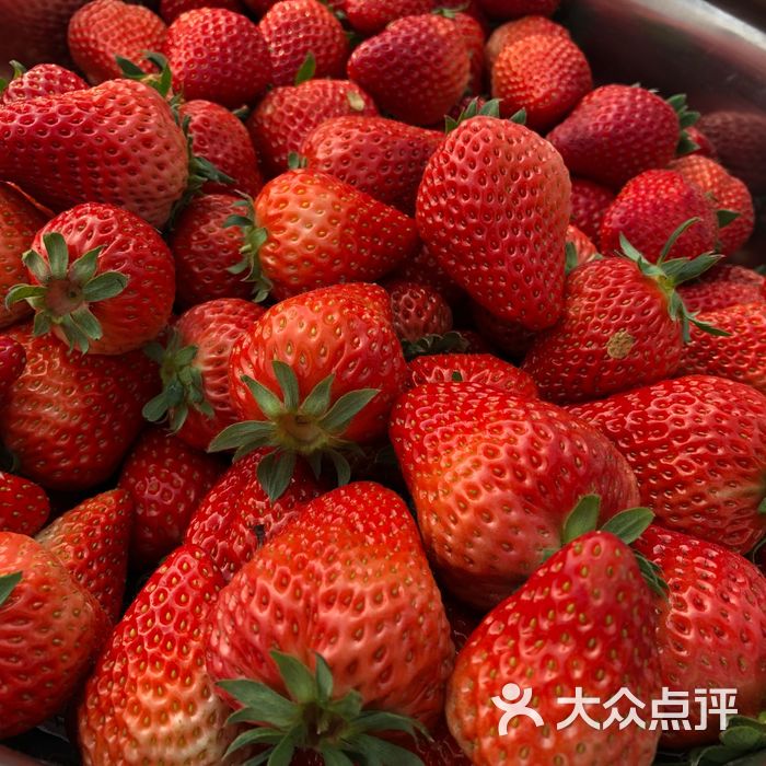 海棠草莓采摘园图片-北京水果生鲜-大众点评网