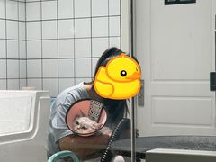 -老吴的猫·猫舍(新区店)