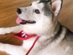 -Husky Go! 哈士奇体验馆·宠物咖啡厅狗咖