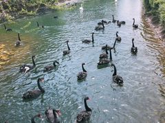 -长白岛森林公园