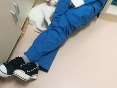 -菲丽丝宠物医院·24小时·猫科中心·免疫点(淮海分院)