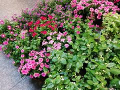 -双季花艺园艺市场(浦东店)