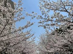 -高东镇樱花园