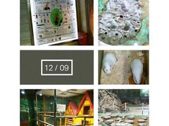 -上海大自然野生昆虫馆(东方明珠·爬宠昆虫探索中心)