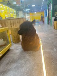 点击看大图 -神奇动物撸宠馆·羊驼·小浣熊·异宠(豫园店)