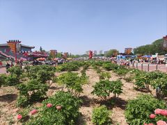 -曹州牡丹园