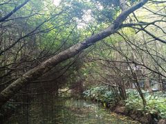 -大湾区中央湿地公园