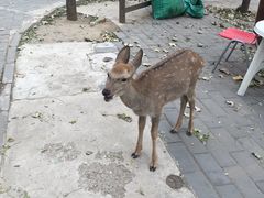 -北京鹿世界主题园