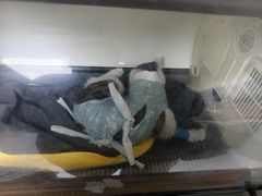 -谐和益家动物医院·免疫绝育·血液透析·宠保定点医院(高新伊藤分院)