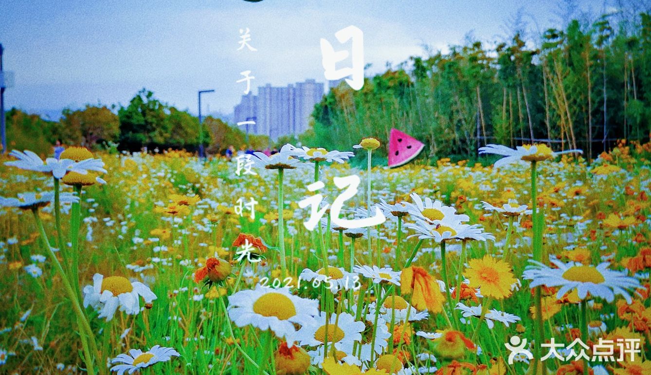 雁南公园真的太出片了，遍地都是小雏菊🌼