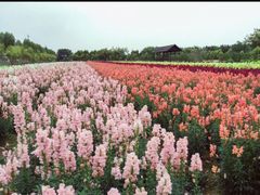 -广东花都香草世界旅游度假区
