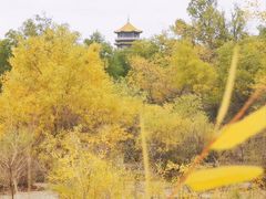 -金塔沙漠胡杨林景区