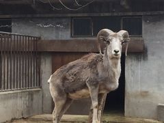 -北京动物园