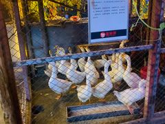 -鱼窝棚柴火铁锅炖(富山屯店)