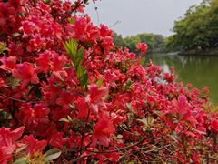 -中国科学院华南植物园