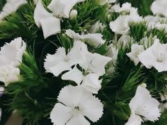 -亭亭鲜花店(中山北路店)