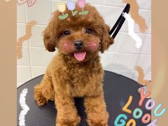 -Oh My Dog宠物沙龙(伊珊娜皮毛护理店)