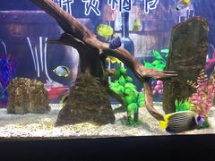 -烟台海昌鲸鲨海洋公园