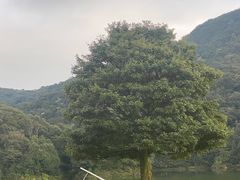 -广州市石门国家森林公园