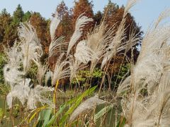 -梁鸿国家湿地公园