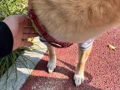 -佳雯宠物医院·皮肤科·内外科(春晓路分院)