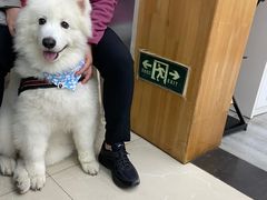 -爱侣宠医·鹦鹉专科·小型哺乳类·异宠专科(灵石路店)