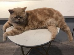 -猫房·猫吧·猫咖(龙湖时代汇店)