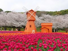 -苏州上方山国家森林公园