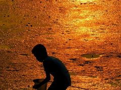 -宝安西湾红树林湿地公园