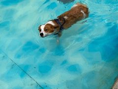 -汪说喵讲宠物乐园宠物酒店(红星美凯龙店)