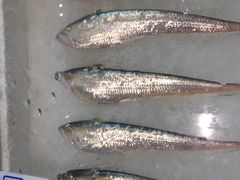 -莆鑫海鲜城(浏河店)