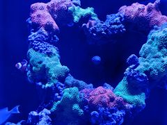 -海合安武汉极地海洋公园