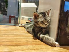 -狗道宠物(常熟印象城店)