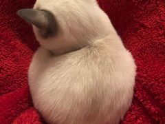 -贝康宠物医院·犬猫全科·小动物特色诊疗中心(东环路店)