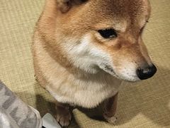 -逗柴咖啡屋·狗咖猫咖宠物桌游