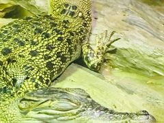 -迪拜水族馆及水下动物园