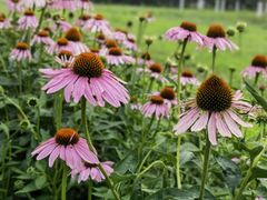 -永定河休闲森林公园