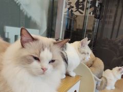 -有喵·猫咖·狗咖·30几只猫10只小狗(岗厦店)