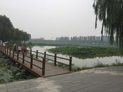 -白洋淀景区