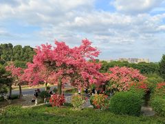 -东莞植物园