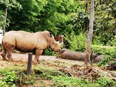 -清迈夜间动物园