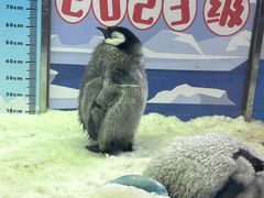 -珠海长隆海洋王国